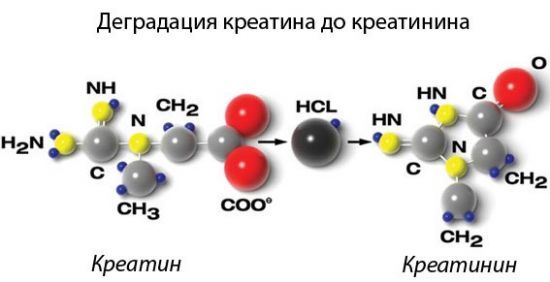 Креатинин в крови повышен: причины