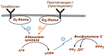 Тромбоцитарно-сосудистый гемостаз