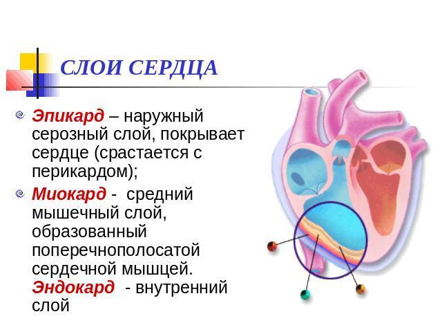 Сердце человека имеет камерное строение количество камер. Сколько камер присутствует в сердце человека