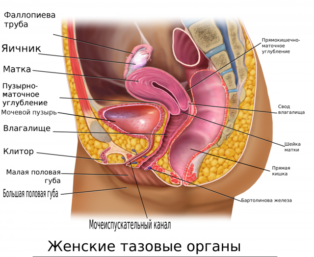 Варикоз вен малого таза у женщин: фото, симптомы и лечение