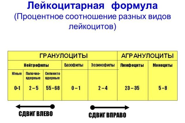 Общий анализ крови - лейкоциты: норма и причины отклонения от нормы