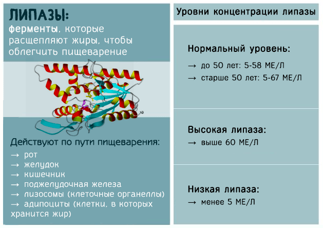 Фермент Липаза, что за фермент, что расщепляет