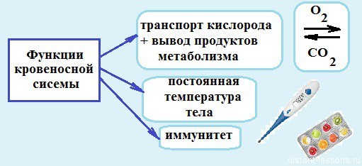 КРОВЕНОСНАЯ СИСТЕМА