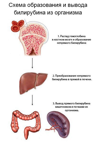 Повышенный билирубин. Часть 3: Заболевания, при которых повышен прямой билирубин
