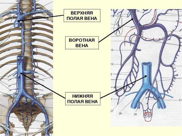 Верхняя полая вена — Карта знаний