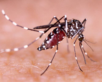 Вирус Зика - причины, симптомы и лечение Zika virus