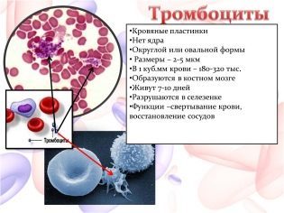 Тромбоциты при беременности: возможные проблемы. Что делать, если повышены тромбоциты при беременности