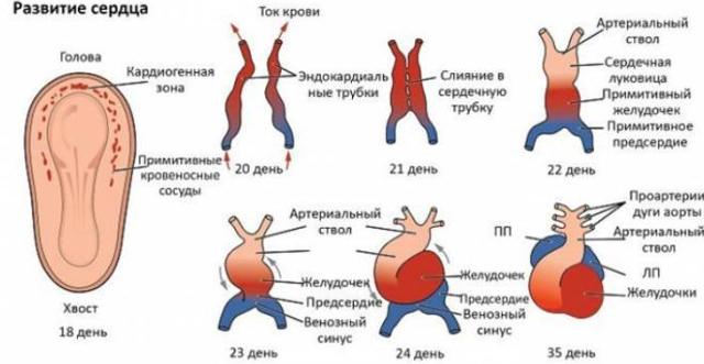 На каком сроке слышно сердцебиение плода на УЗИ?