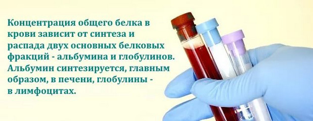 Общий белок в крови: норма у женщин и мужчин, причины повышенного и пониженного значения