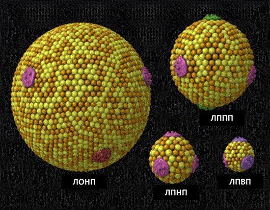 Снижение холестерина: как снизить повышенный холестерин в крови