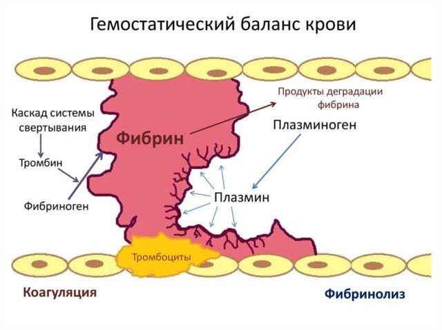 Фибринолитическая активность (в крови)