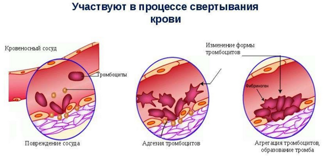 О чем говорит понижение тромбоцитов в крови взрослого человека?