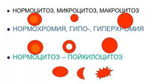 Анизоцитоз в общем анализе крови: что это, виды, причины