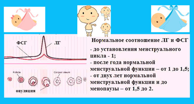 Фолликулостимулирующий гормон: отклонения и норма ФСГ у женщин