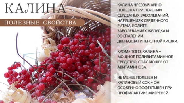 Калина при гипертонии