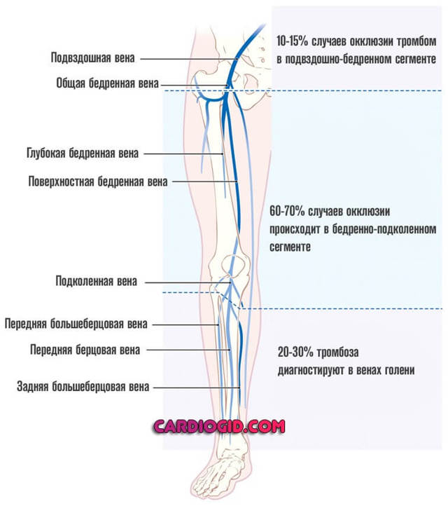 Антикоагулянты – механизм действия, список препаратов