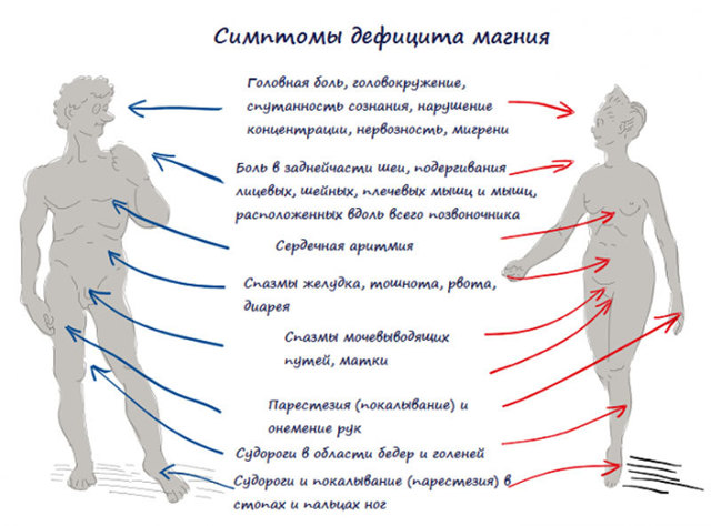 Узнай свою норму магния в крови