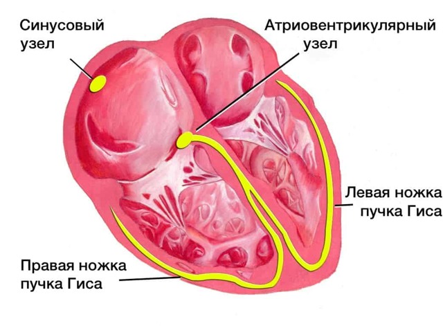 Синусовая (синусоидальная) аритмия сердца - Доктор Кровь