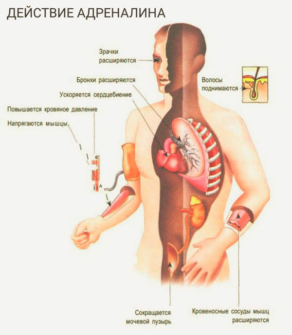 Влияние кофе на сосуды головного мозга: расширяет или сужает сосуды