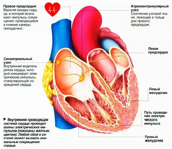 Нарушение ритма сердца — Причины и основные признаки сердечного ритма, методы лечения, советы врачей
