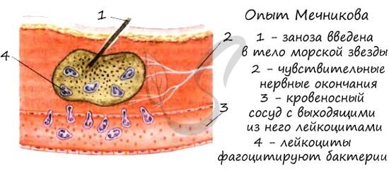 Клетки крови человека функции