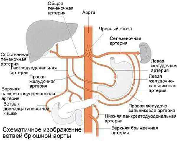 Атеросклероз брюшной аорты
