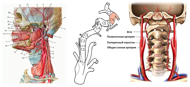 Допплерография Сосудов Шеи и Головы как Метод Диагностики