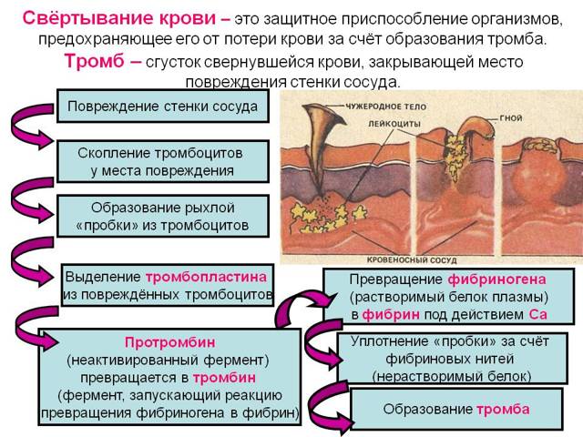 Коагулограмма - обязательный анализ при беременности, перед операцией