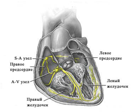 Как устроено сердце человека, каковы его функции?