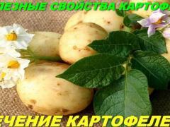 Лечение геморроя картофелем: рецепты и отзывы