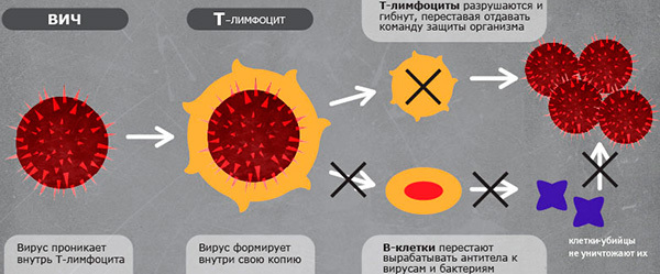 Лимфоциты в крови: повышены, понижены, в норме - причины у взрослого, у женщин, у ребенка