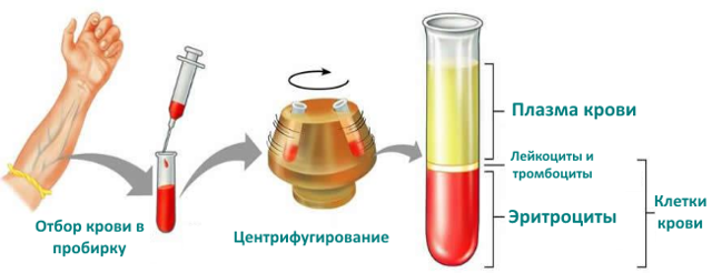 Гематокрит ниже нормы: что это значит и что делать?