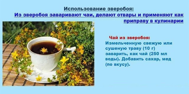 От чего помогает зверобой?