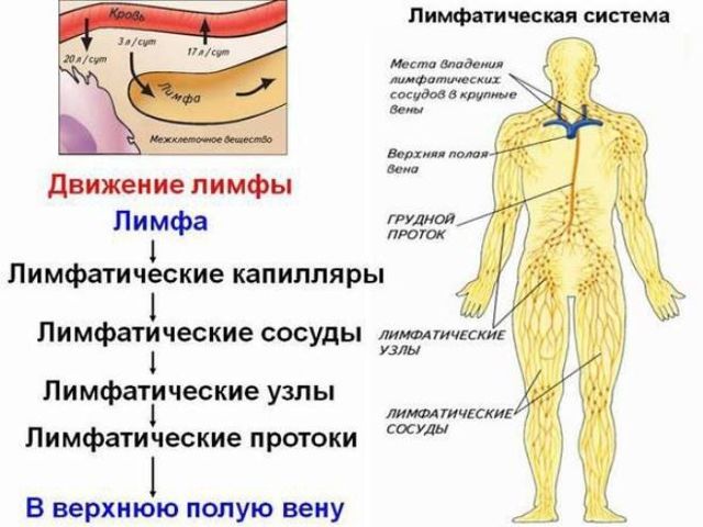 Тканевая жидкость и лимфа: как образуются и чем отличаются