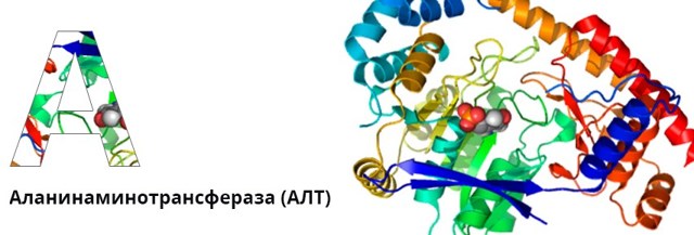 Что такое АЛТ в биохимическом анализе крови