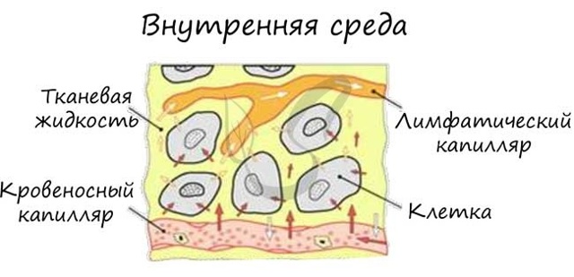 Иммунитет - материалы для подготовки к ЕГЭ по Биологии