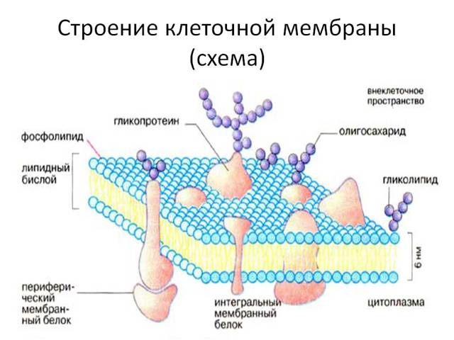 Нормы холестерина в крови у женщин: изменения по возрасту