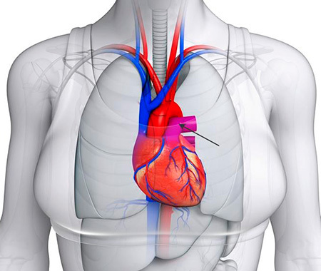 Анатомия сосудов легких. Легочная артерия
