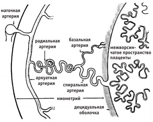 Гемодинамические нарушения 1 а степени при беременности