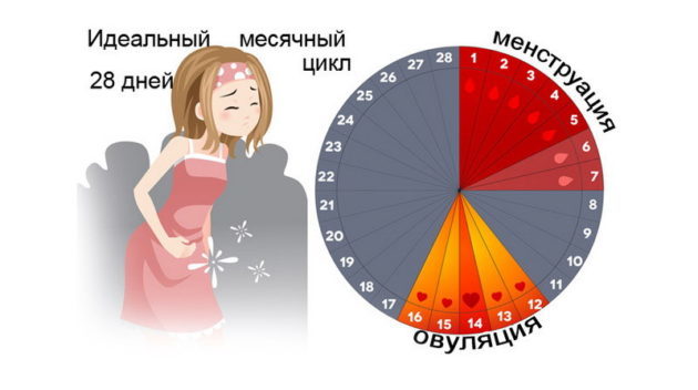 Кровь на трусиках: как отличить имплантацию от менструации