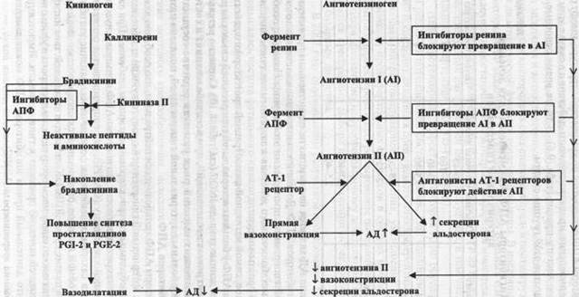 Ингибиторы АПФ, механизм действия, показания и классификация