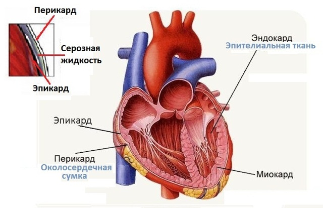 133. Слои стенки сердца, их функции.