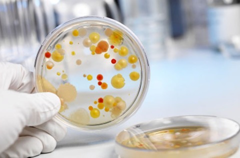 Посев крови - что это, что показывает бактериологический посев