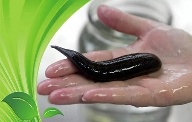 Как остановить кровь после пиявок и что означают сгустки крови после пиявок