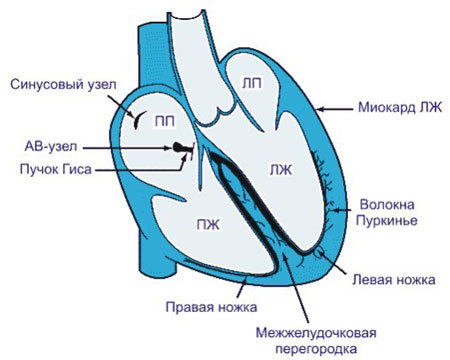 Как часто можно делать ЭКГ сердца, частота проведения процедуры