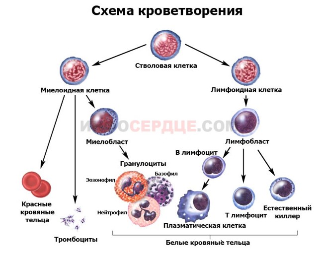 Что такое гранулоциты, что значит повышенные гранулоциты в крови