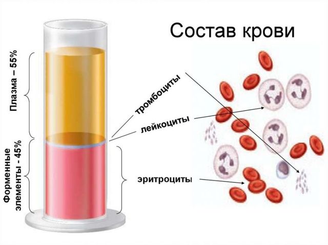 СОЭ и нормы скорости оседания эритроцитов в крови у женщин и детей