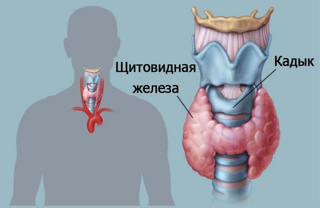 Чем опасно повышение антител к пероксидазе щитовидной железы и какова норма?