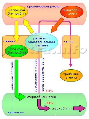 Повышенный билирубин. Часть 3: Заболевания, при которых повышен прямой билирубин