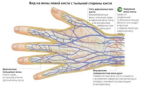 Почему вены на руках вздуваются – основные причины и способы лечения проблемы